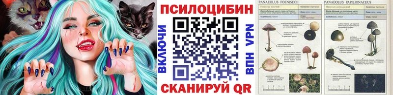 Купить  Мышкин  Псилоцибиновые грибы Psilocybe 